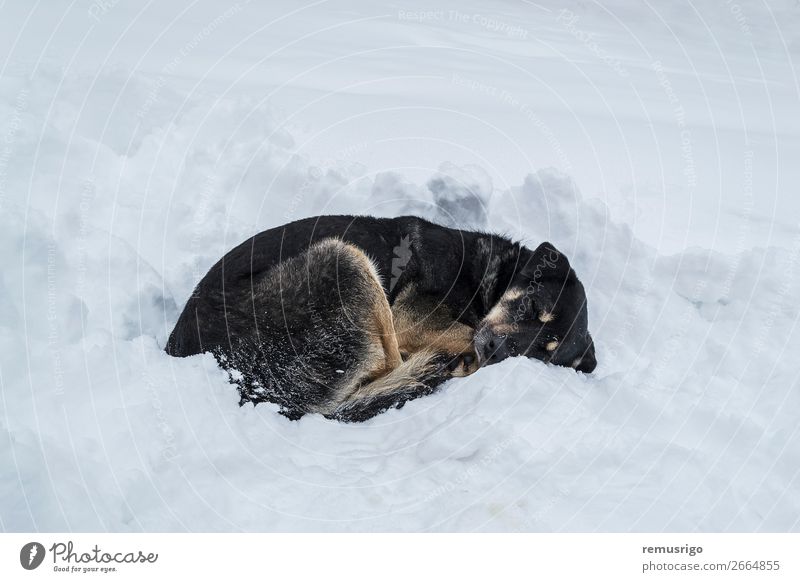 Dog sleeping on snow Winter Snow Feet Environment Animal Weather Park Paw Sleep Wild Black White Loneliness abandoned cold Drift Frost Frozen homeless Resting