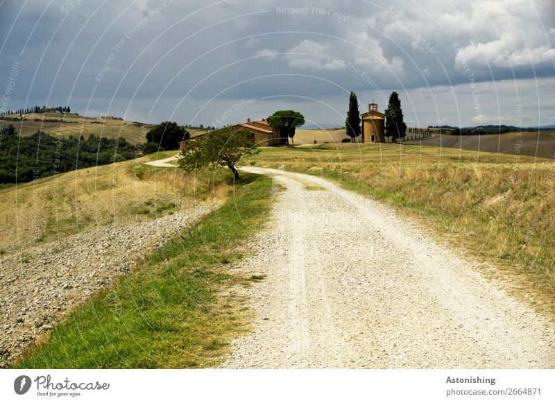 along the road Environment Nature Landscape Plant Sky Storm clouds Horizon Summer Weather Bad weather Tree Grass Meadow Field Hill Siena Tuscany Italy