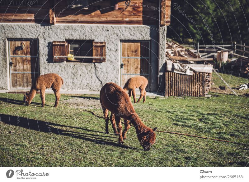 South Tyrolean Alpacas Hiking Climbing Mountaineering Nature Landscape Summer Beautiful weather Tree Meadow Village House (Residential Structure) Hut Eating