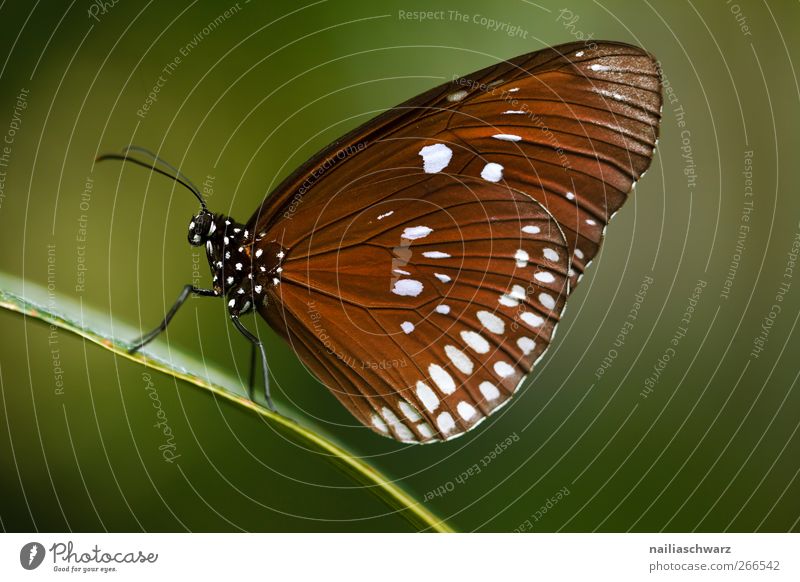 butterfly Environment Nature Animal Wild animal Butterfly Wing Insect 1 To hold on Sit Beautiful Natural Brown Green Idyll Environmental protection Earth Score