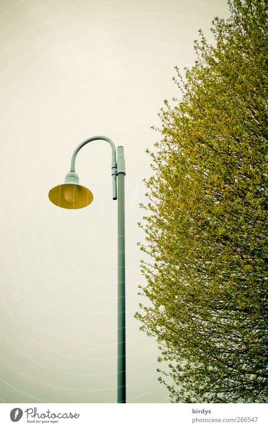 pale green glow Spring Tree Authentic Gray Green Partially visible Street lighting Curved Leaf Branch 1 2 Lamp Colour photo Exterior shot Copy Space top