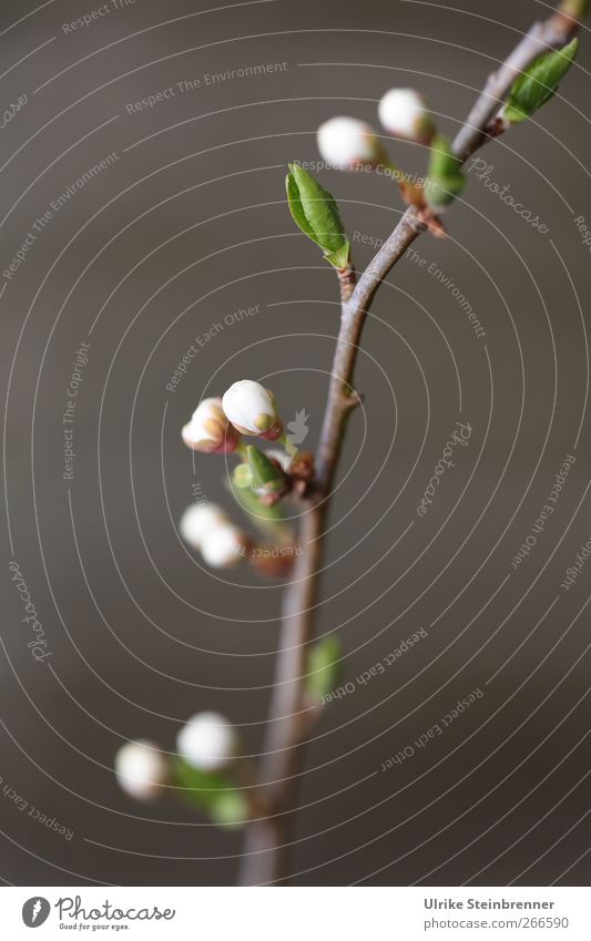 ikebana Nature Plant Spring Tree Leaf Blossom Agricultural crop Wild plant wild mirabelle plum Wild Plum mirabelle plum tree Plum tree Bud Blossoming Growth