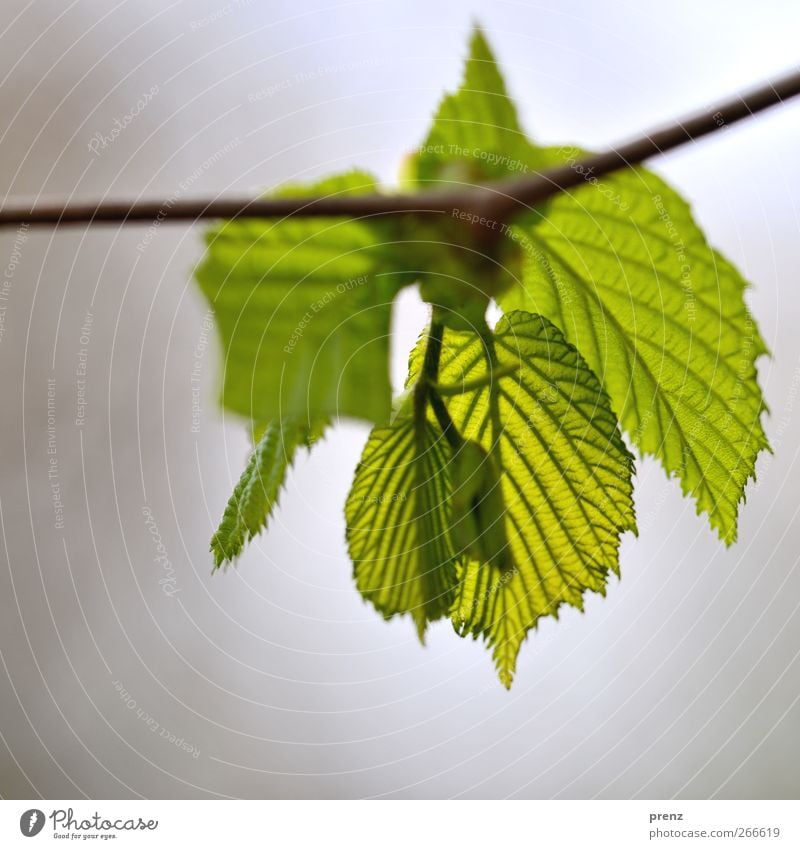it greenens so... Environment Nature Plant Bushes Leaf Wild plant Gray Green Twig Twigs and branches Rachis Leaf green Leaf bud Spring Spring colours Close-up