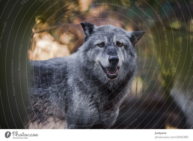 Canis lupus Environment Nature Summer Autumn Forest Animal Wild animal Zoo Wolf Enclosure Observe Threat Natural Curiosity Beautiful Power Willpower