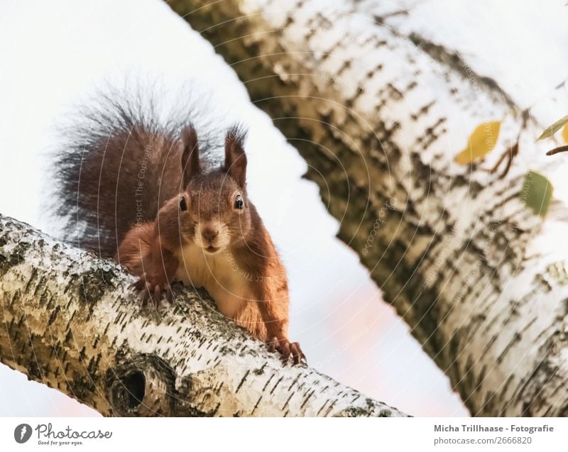 Curious squirrel Environment Nature Animal Sunlight Beautiful weather Tree Birch tree Wild animal Animal face Pelt Claw Paw Squirrel Eyes Ear 1 Observe Looking
