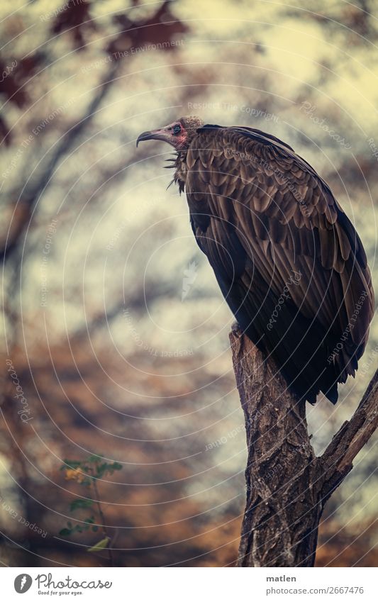 to the vulture Animal Autumn Tree Rose Bird Animal face Wing 1 Sit Vulture Calm Relaxation Subdued colour Close-up Copy Space left Copy Space right
