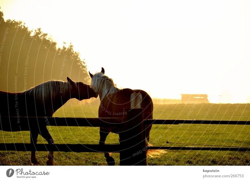 Together Summer Nature Landscape Sunrise Sunset Sunlight Beautiful weather Meadow Farm animal Horse 2 Animal Pair of animals Esthetic Moody Spring fever Loyalty