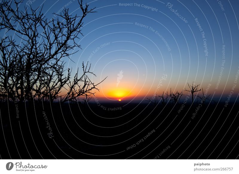 Sunrise and thorns Blue Bushes Clear sky Desert Landscape Negative Red Silhouette Sky Thorn Thorny Yellow