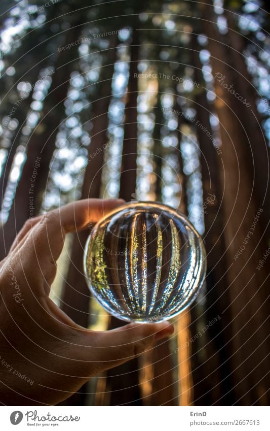 Tall Giant Redwood Forest Trees in Glass Ball Design Beautiful Relaxation Vacation & Travel Mountain Environment Nature Landscape Sphere Globe Growth