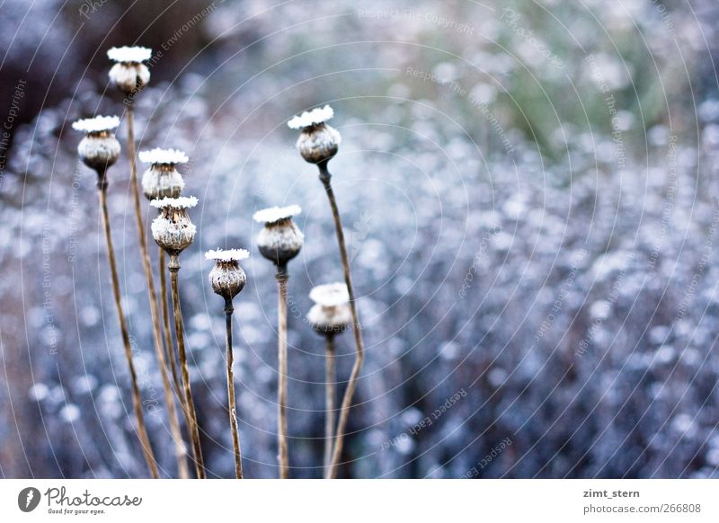 poppy Art impressionism Nature Plant Ice Frost Snow Bushes Poppy Garden Illuminate Faded To dry up Esthetic Cold Natural Blue Brown White Together Contentment