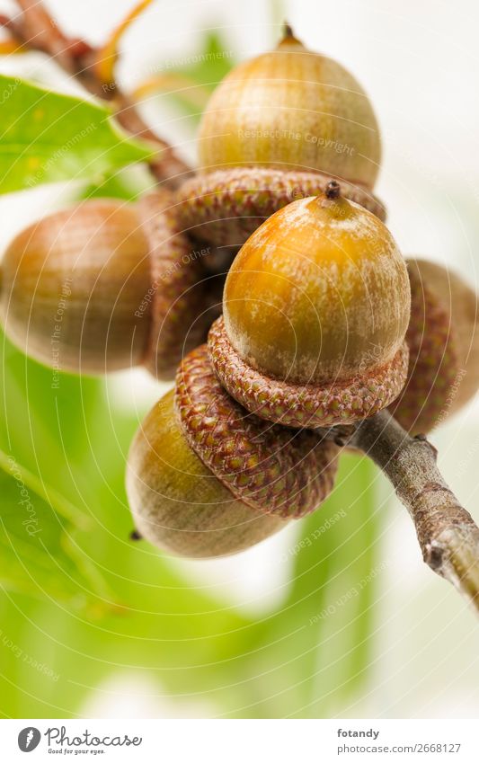 five acorns on a twig vertical on white Background Nature Plant Tree Natural Round Point nutty Acorn Twig Vertical Fruit Seed Studio shot Green Autumn Brown