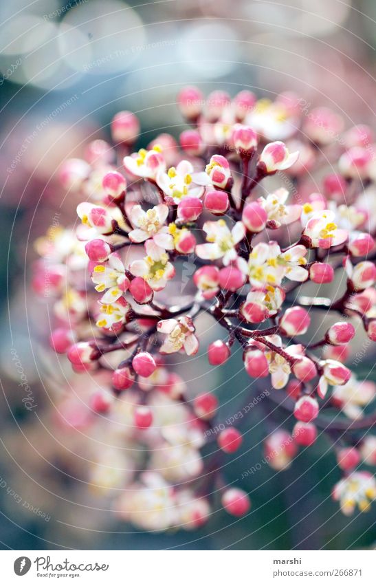 flowerpower Nature Plant Spring Summer Flower Bushes Blossom Pink Fragrance Bud Blur Blossoming Colour photo Exterior shot Detail Macro (Extreme close-up) Day