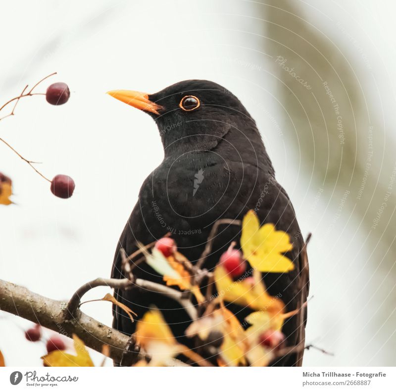 Blackbird and berries Environment Nature Animal Sunlight Beautiful weather Bushes Berry bushes Berries Autumn leaves Wild animal Bird Animal face Wing Claw Eyes