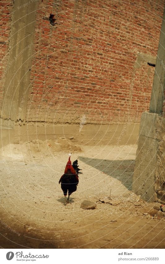 The guard and I, on the run. Village Old town Deserted Wall (barrier) Wall (building) Facade Brick wall Brick facade Lanes & trails Animal Farm animal Rooster