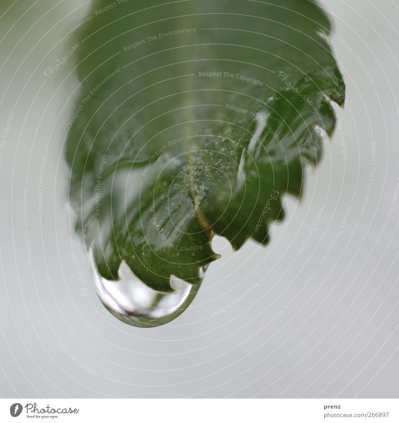 claw Environment Nature Plant Water Drops of water Bushes Leaf Wild plant Gray Green Rain Rachis Leaf green Prongs Colour photo Exterior shot Close-up