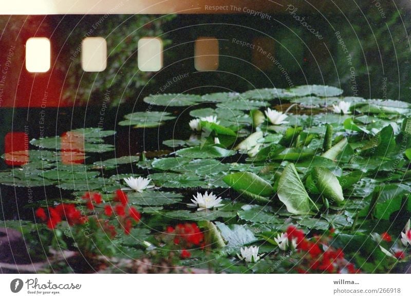 Water lilies on color film that was loaded crooked. Analogue photography Plant Flower Blossom Water lily pond Water lily leaf Pond Sprocket holes (film) Lotus