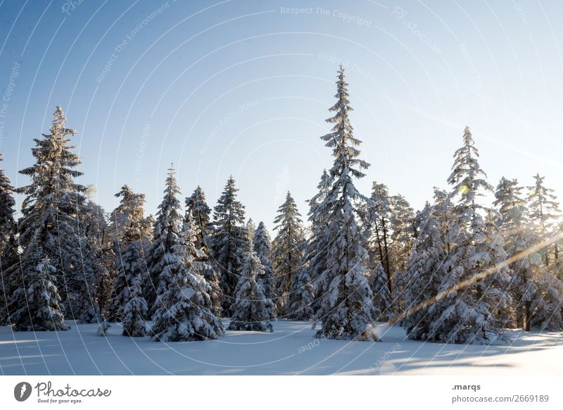 Snow-covered conifers Trip Winter Christmas & Advent Nature Landscape Elements Cloudless sky Beautiful weather Tree Coniferous trees Moody Black Forest