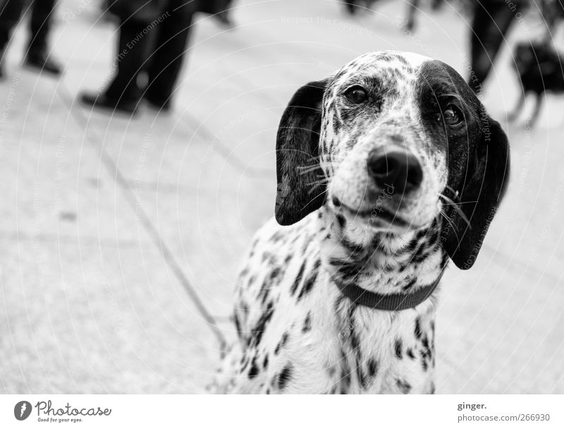 Allow me, 102. Animal Pet Dog Animal face Observe Smiling Looking Dalmatian Point Dappled Spotted Lop ears Eyes Snout Alert Friendliness Group Nose Tilt
