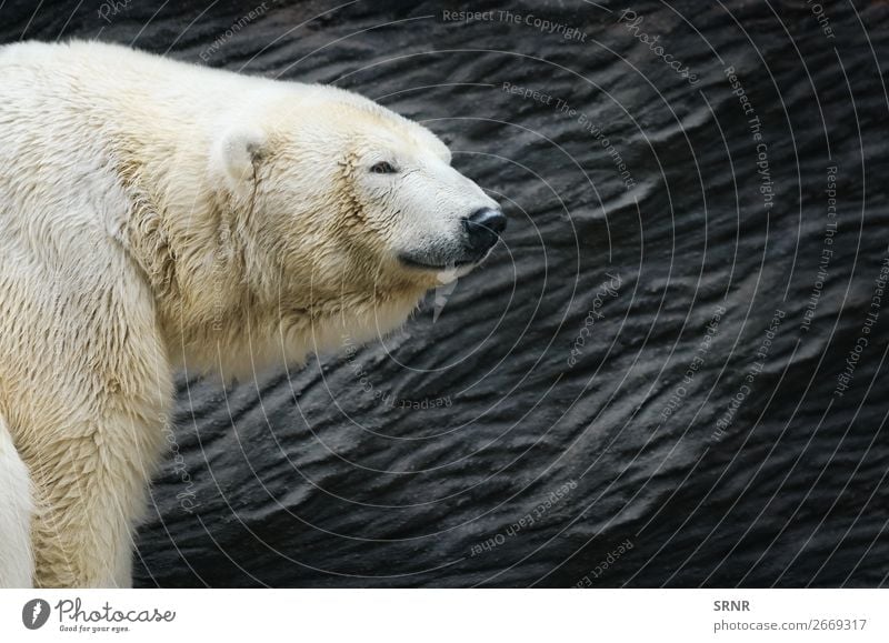 Polar Bear Zoo Nature Animal Wild animals Carnivore fauna head Mammal predator ursus wildlife Exterior shot Portrait photograph