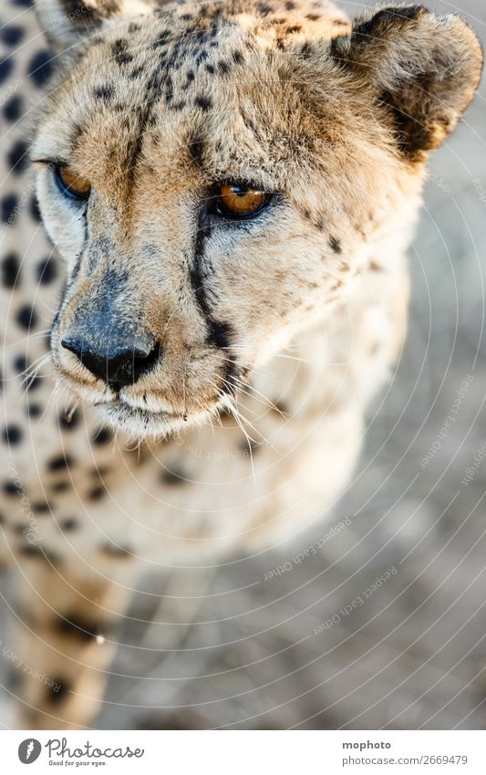Cheetah #6 Face Tourism Safari Nature Animal Grass Desert Wild animal Animal face 1 Vacation & Travel Africa Namibia Big cat arid eyes Grassland Cat Head