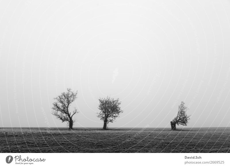 trees in the fog Environment Nature Landscape Sky Autumn Bad weather Fog Tree Meadow Field Dark Gray Black Emotions Moody Sadness Calm Loneliness Weathered 3
