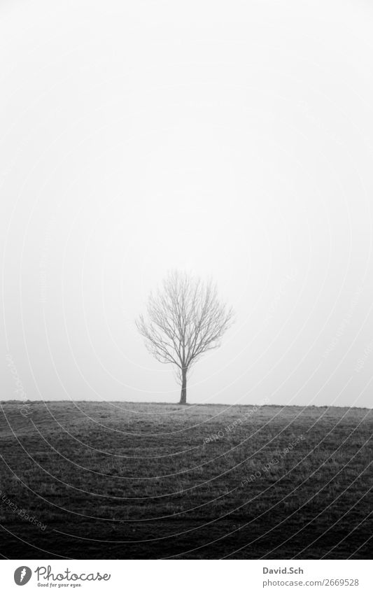Tree in the fog Environment Nature Landscape Sky Autumn Bad weather Fog Meadow Field Hill Dark Gray Black Emotions Moody Calm Sadness Loneliness