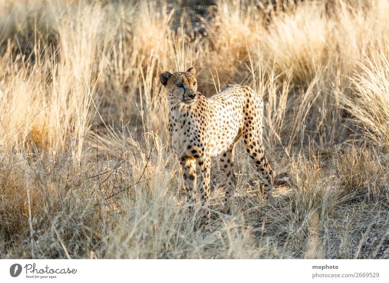 Cheetah #5 Tourism Safari Nature Animal Grass Desert Wild animal Animal face 1 Vacation & Travel Africa Namibia Big cat arid Grassland Cat portrait