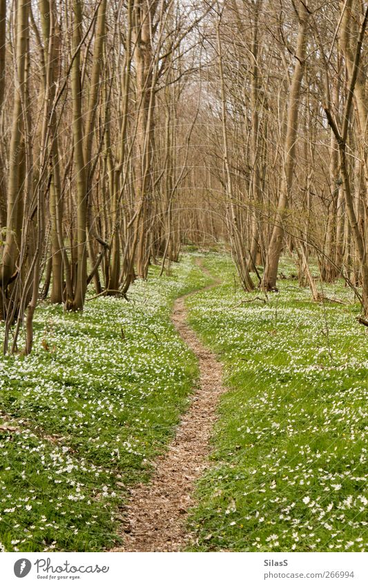 Flower forest trail Nature Spring Beautiful weather Plant Tree Grass Forest Lanes & trails Brown Green White Spring fever Colour photo Exterior shot Deserted