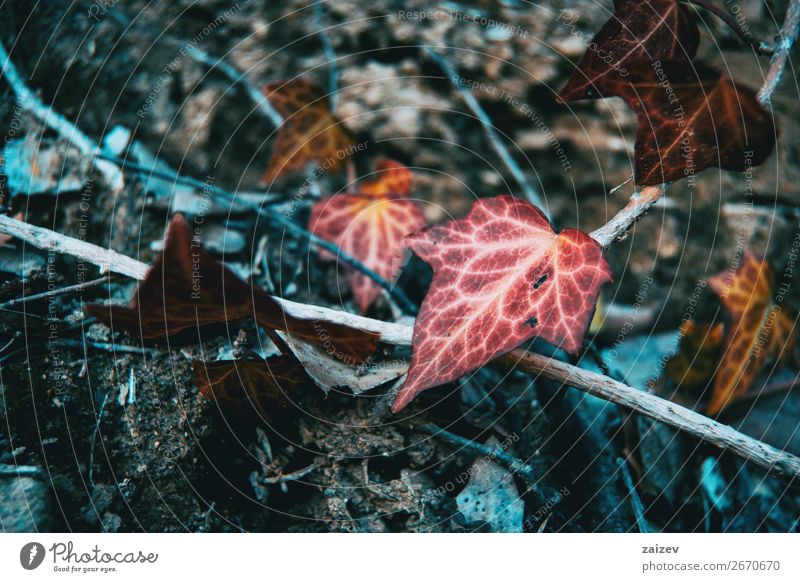Autumn colored hedera helix hanging on a branch Design Beautiful Life Mountain Wallpaper Climbing Mountaineering Environment Nature Plant Leaf Forest Sadness