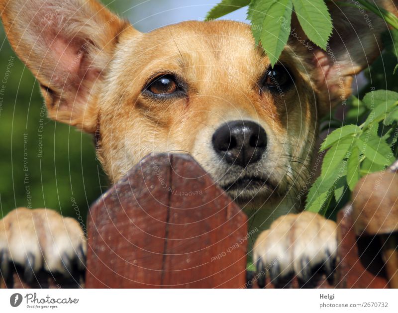 Head of a mongrel dog looking over the fence bushes flaked Garden Animal Pet Dog Animal face Pelt Claw Paw 1 Fence wood Observe Looking Wait Authentic