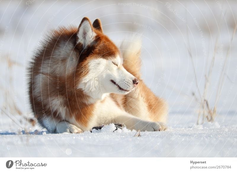 Smiling red dog husky laying on the snow. Joy Happy Beautiful Face Winter Snow Sports Nature Animal Park Forest Fur coat Pet Dog Cute Brown Red White Emotions