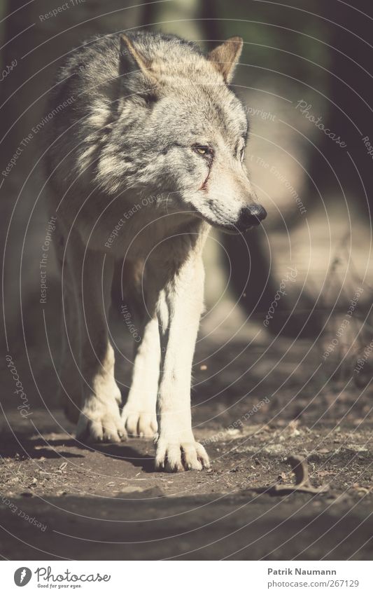 the evil wolf Hair and hairstyles Earth Wild animal Pelt Paw Zoo Wolf Pack Observe Catch To feed Looking Athletic Threat Large Beautiful Cuddly Astute Curiosity