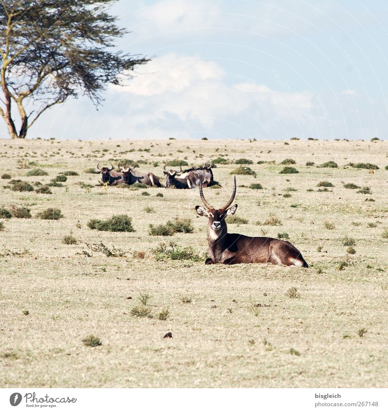 antelopes Nature Kenya Africa Animal Antelope 1 Group of animals Lie Looking Blue Brown Colour photo Exterior shot Deserted Copy Space top Day