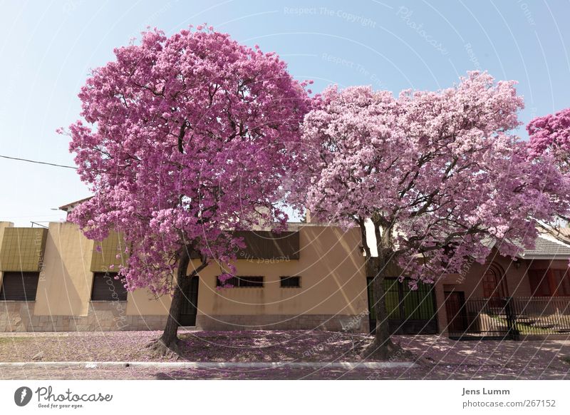 Cherry Blossom Girls Town Blue Pink tucuman Argentina South America Tree Blossoming Spring Street Curbside Facade Multicoloured Exterior shot Deserted Day