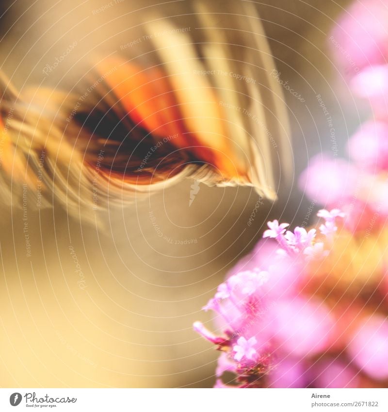 Surprisingly flown away. Flower Butterfly Wing 1 Animal Judder Movement Flying Speed Gold Orange Pink Enthusiasm Flexible Freedom Sustainability Nature Surprise