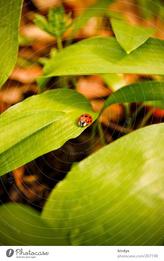 Ladybird on wild garlic Nature Spring Plant Club moss 1 Animal Crawl Authentic Natural Beautiful Green Red Contentment Growth Woodground Leaf green