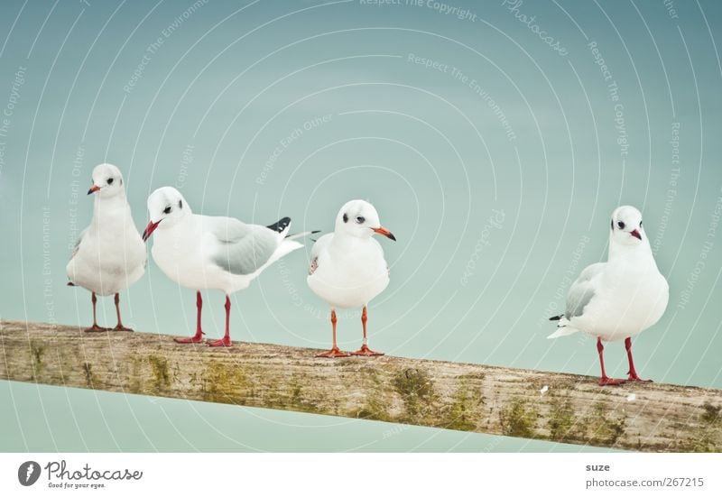 four wins Environment Nature Animal Elements Air Sky Wild animal Bird Wing 4 Group of animals Wood Stand Wait Cold Small Funny Cute White Seagull Handrail