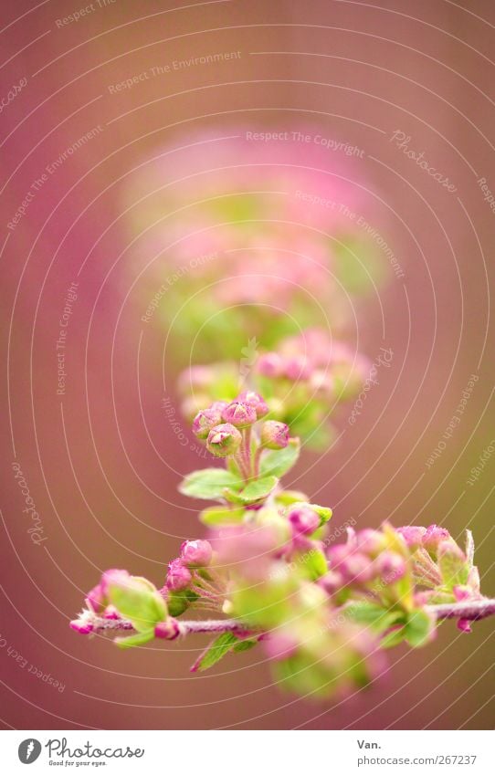 pink-red Nature Plant Spring Bushes Leaf Blossom Twig Bud Garden Bright Beautiful Warmth Green Pink Colour photo Multicoloured Exterior shot Close-up Detail