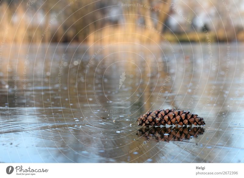 Fir cone lies on an ice surface of a frozen lake Environment Nature Landscape Plant Winter Beautiful weather Ice Frost tree Lake Freeze Lie Authentic
