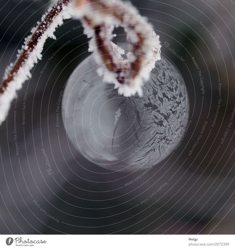 frozen soap bubble hangs from a curly branch with ice crystals Nature Winter Ice Frost Twig Garden Soap bubble Sphere Freeze Esthetic Exceptional already
