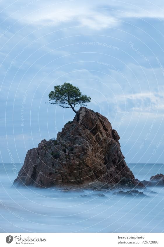 Long-term exposure of a tree on a rock in the sea Nature Landscape Elements Water Clouds Tree Waves Coast Beach Island Tossa de Mar Spain Calm Contentment