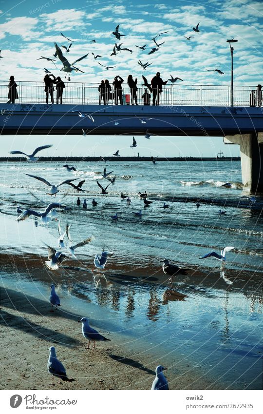 Kolobrzeg, pier Sky Clouds Horizon Waves coast Baltic Sea Sea bridge Seagull Flock Observe Movement To feed Feeding Many Wild Blue Colour photo Exterior shot