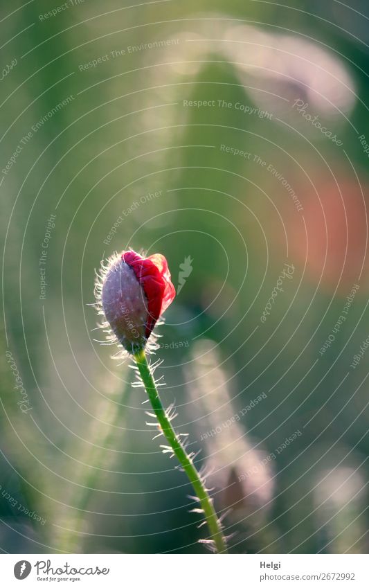 breaking open bud of a poppy blossom against the light Environment Nature Plant Summer Beautiful weather flowers bleed Wild plant Poppy blossom Bud Stalk Field
