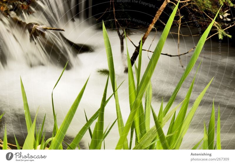 jagged Environment Nature Landscape Plant Water Spring Weather Grass Bushes Moss Meadow River bank Waterfall Wet Speed Green Black White Branch Flow Brook Twig
