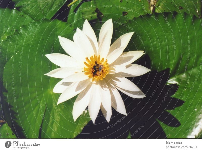 Lotus blossom in leaf coat Blossom White Aquatic plant