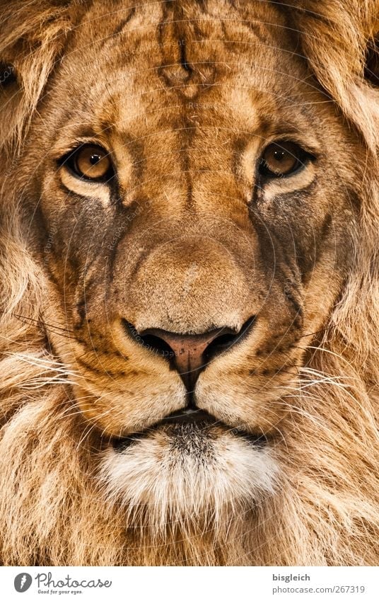Lion Animal Wild Animal A Royalty Free Stock Photo From Photocase
