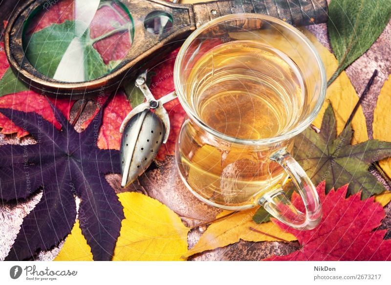 Cup of tea with autumn leaves cup herbarium magnifying glass magnifier season fall background drink table leaf colorful yellow mug dry still life botany loupe