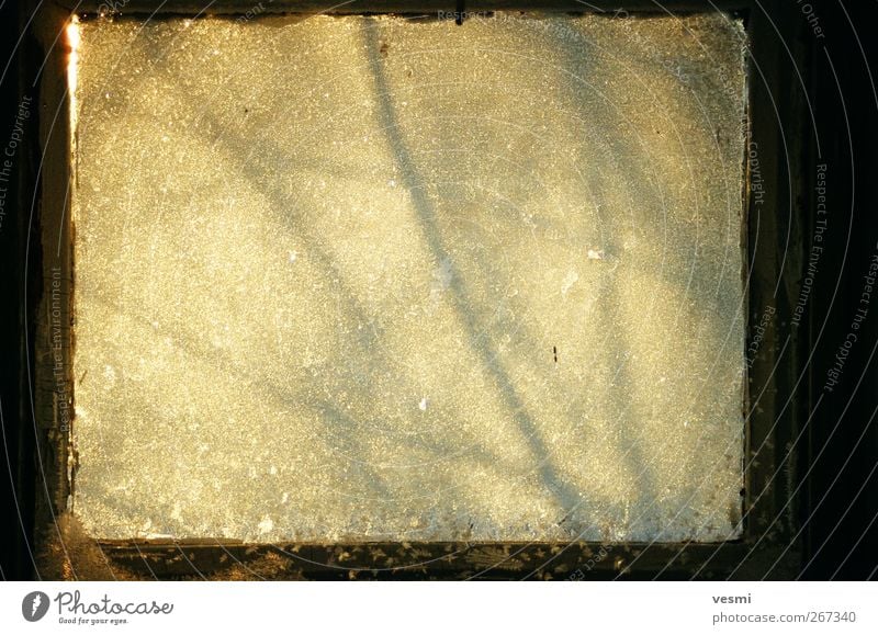 frost window Glass Cold Brown Yellow Shadow Ice Frost Square Abstract Cooling Sunlight Background picture Branch Colour photo Subdued colour Deserted