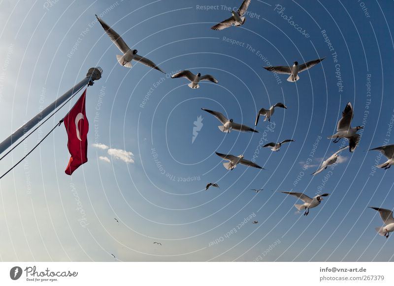 The Flag Environment Nature Sky Animal Bird Wing Free Blue Seagull Turkey falgge Colour photo Exterior shot Day