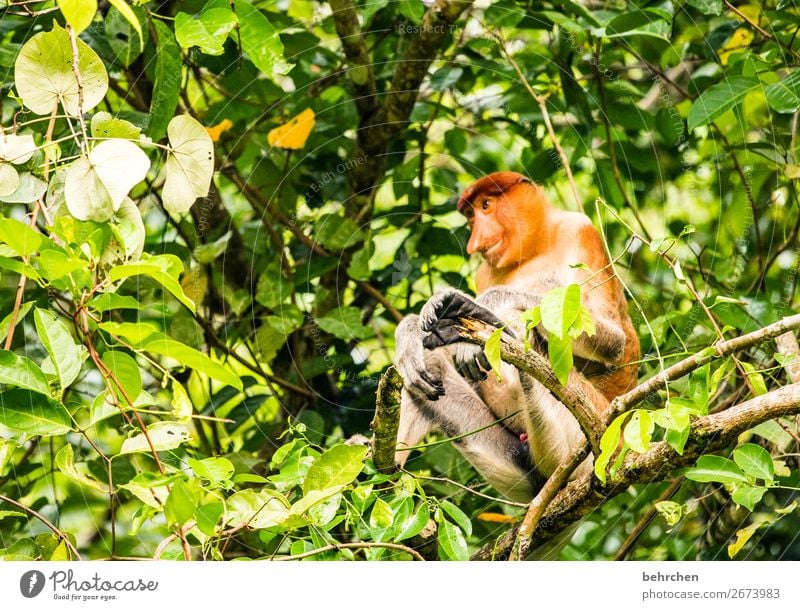 orange belanda;) Vacation & Travel Tourism Trip Adventure Far-off places Freedom Tree Leaf Virgin forest Wild animal Animal face Pelt Monkeys Eurasian monkey 1